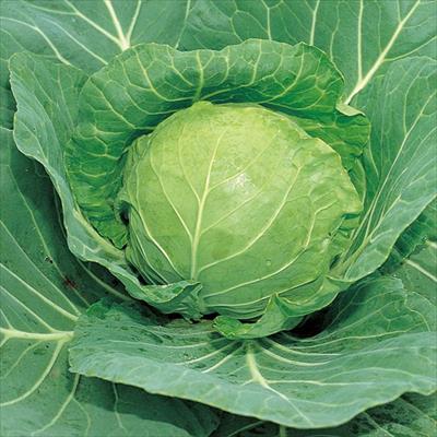 キャベツの検索結果｜種（タネ）,球根,苗,資材,ガーデニンググッズの