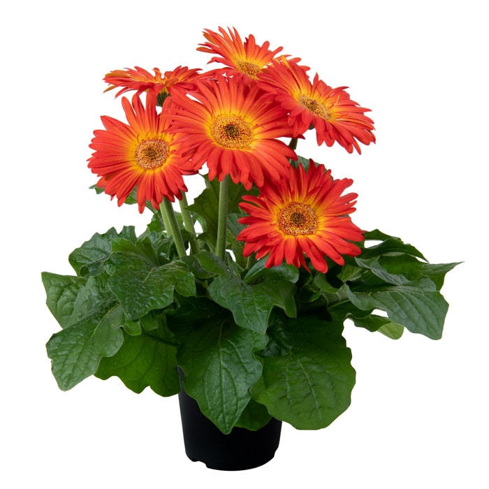 ガーベラ ジョイベラ 福袋 6種セット｜種（タネ）,球根,苗,資材