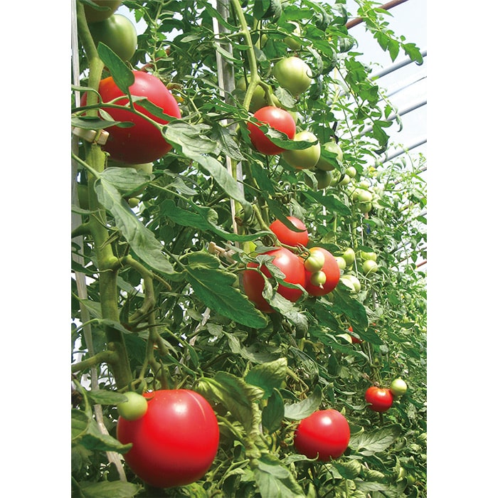 北海道・旭川 有機栽培トマト りんか409｜種（タネ）,球根,苗,資材