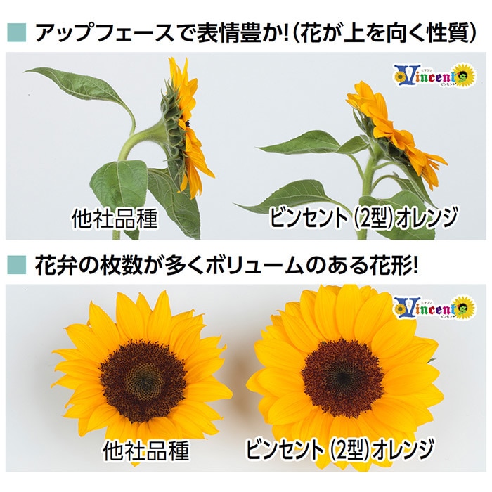 ヒマワリ ビンセント(R) (2型) クリアオレンジ DMR｜種（タネ）,球根