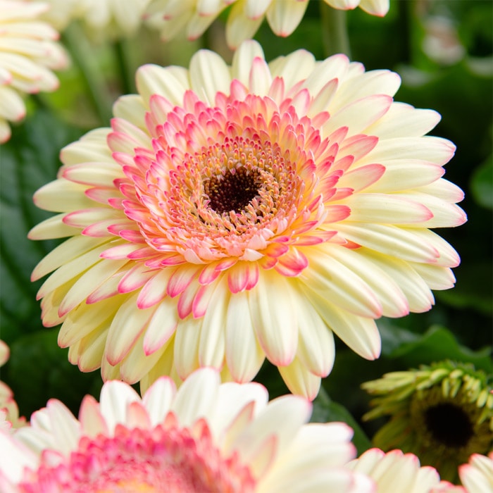 ガーベラ ジョイベラ 福袋 6種セット｜種（タネ）,球根,苗,資材