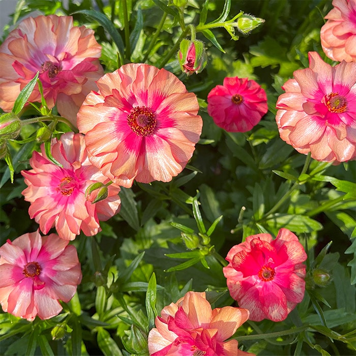 ラナンキュラス ラックス 厳選3種セット｜種（タネ）,球根,苗,資材