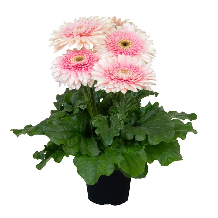 ガーベラ ジョイベラ 福袋 6種セット｜種（タネ）,球根,苗,資材