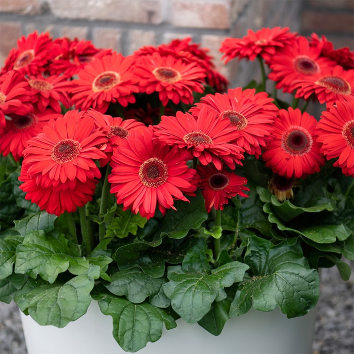 ガーベラ ジョイベラ 福袋 6種セット｜種（タネ）,球根,苗,資材