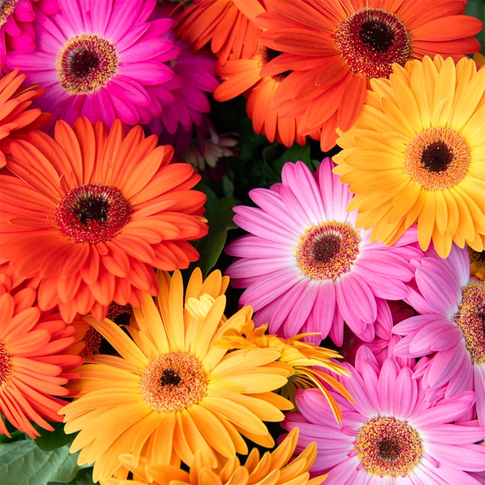 ガーベラ ジョイベラ 福袋 6種セット｜種（タネ）,球根,苗,資材