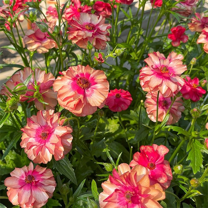 ラナンキュラス ラックス ルージュセット｜種（タネ）,球根,苗,資材