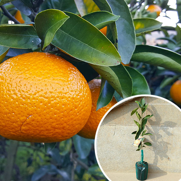 楽天市場】【スイートスプリング】 3年生接木大苗 【産地で剪定済 1.0m