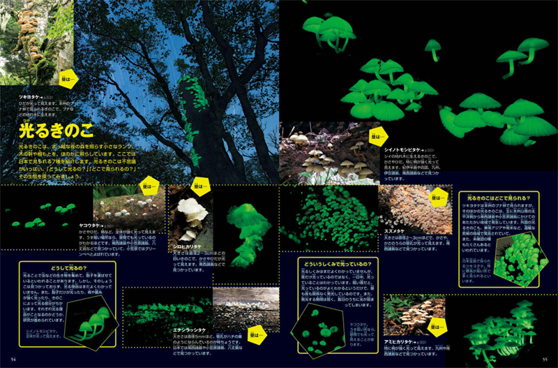 小学館 図鑑NEO DVDつきセット （既16巻） '21年度 : 脳トレ生活