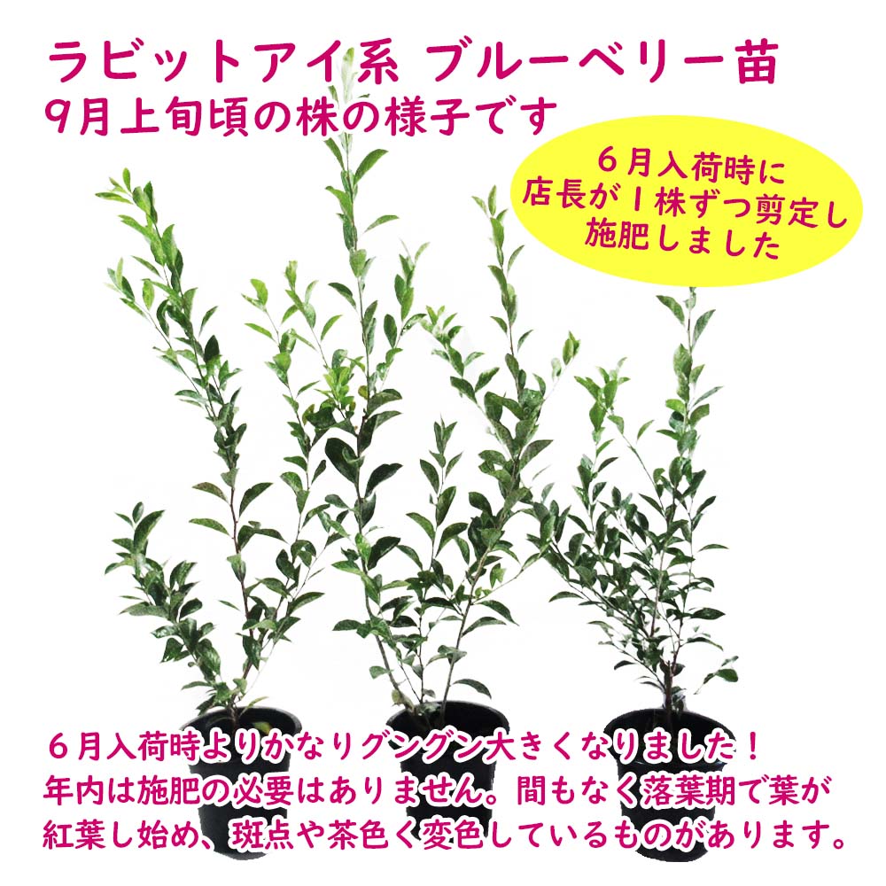 ブルーベリー 苗 苗木 品種おまかせ2株セット 樹高30〜60cm 4.5cm鉢