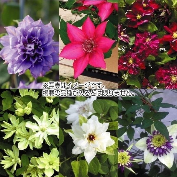 ラン・山野草 ガンセキラン 1株 : 花と緑 国華園 - 通販 - Yahoo