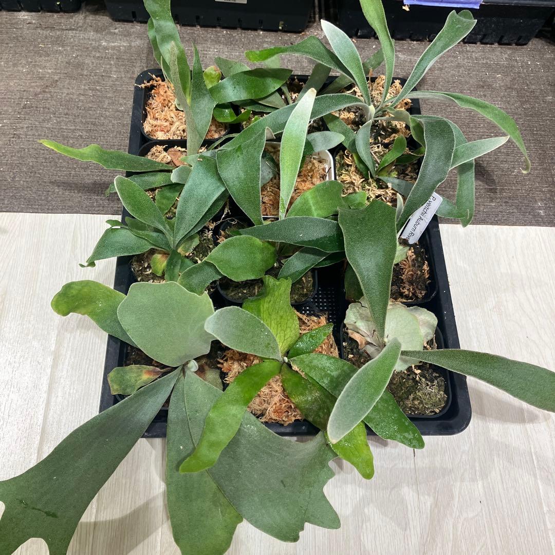 ウ*ロ様 福袋　ビカクシダ　12株 園芸ネット本店｜ビカクシダ（コウモリラン）：人気レアウィリンキー