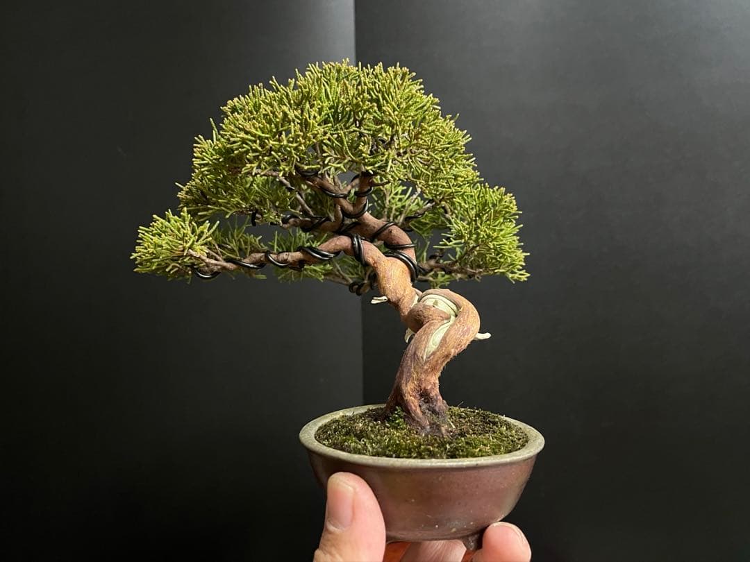 真柏盆栽　糸魚川真柏　古木　捻転幹　小品盆栽　ミニ盆栽　樹高15.5cm