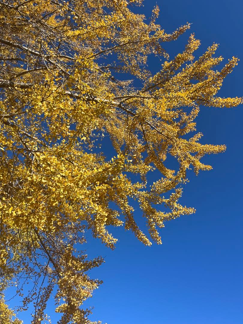 ぺぺ 茨城 ホンダ ライブディオ AF35 DIO ZX 人気の黒 ゼッペケ - メルカリ